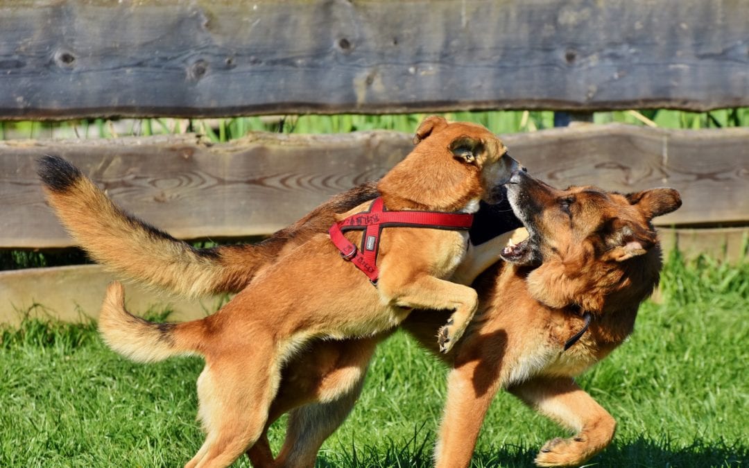 Dogs Who Fight Other Dogs in the Home… How do You Stop it