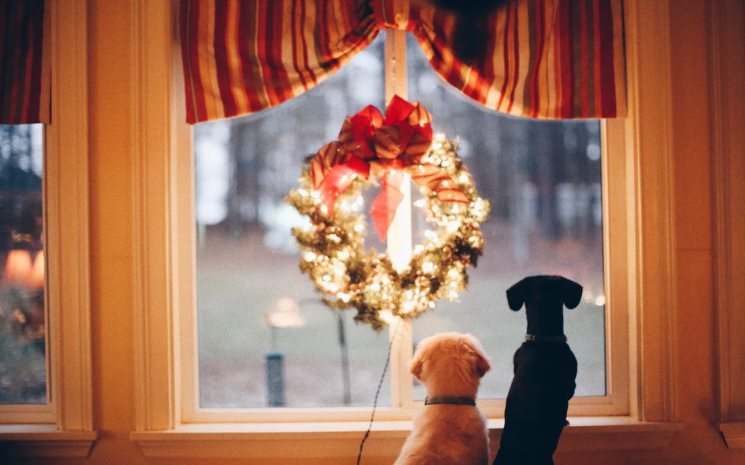 Two dogs looking out window with Christmas wreath.